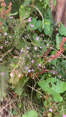 Epilobium