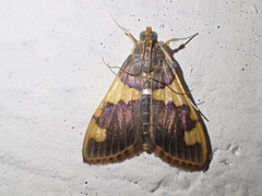 Rehimena phrynealis
