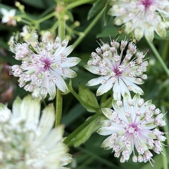 Astrantia