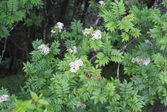 Sorbus commixta