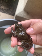 Lithobates catesbeianus