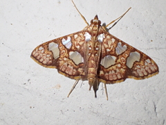 Glyphodes canthusalis