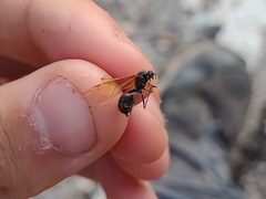 Pheidole rhea
