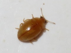 Rhyzobius litura