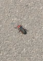 Cantharis rustica