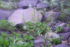 Artemisia pedunculosa