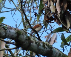 Pachyramphus rufus