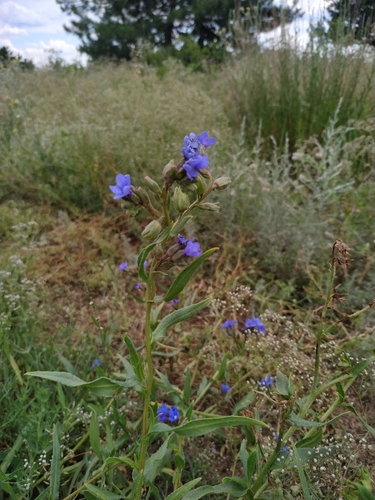 Anchusa gmelinii (Anchusa gmelinii)