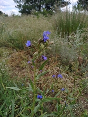 Anchusa gmelinii