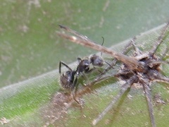 Camponotus planatus