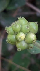 Lonicera periclymenum