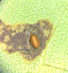 Aulagromyza tremulae