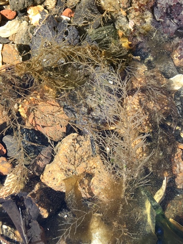 Sertularia cupressina