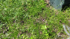 Gleditsia triacanthos