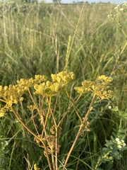 Polytaenia nuttallii