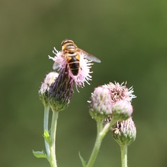 Eristalis pertinax