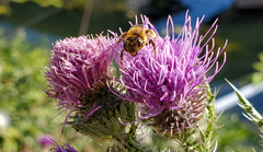 Halictus scabiosae