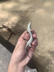 Plestiodon fasciatus
