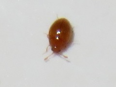 Ephistemus globulus