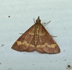 Pyrausta pseuderosnealis