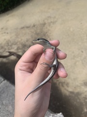 Plestiodon fasciatus