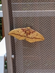 Eacles imperialis imperialis