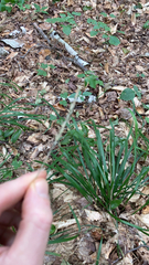 Oryzopsis asperifolia