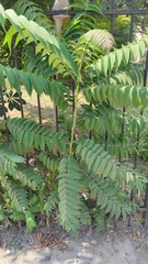 Ailanthus altissima
