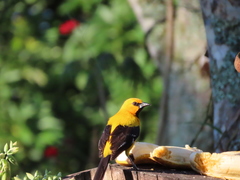 Icterus nigrogularis nigrogularis