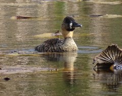 Thalassornis leuconotus