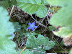 Campanula californica
