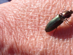 Nitidolimonius resplendens