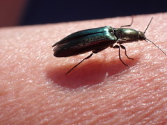 Nitidolimonius resplendens