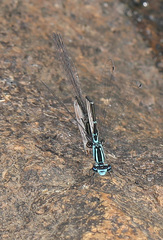 Enallagma divagans