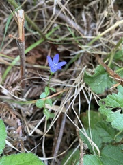 Campanula californica