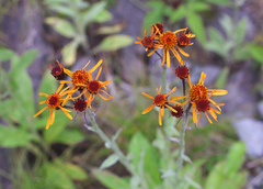 Tephroseris flammea