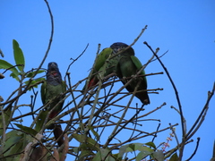 Pionus menstruus rubrigularis