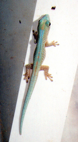 Robert Mertens' Day Gecko