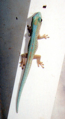 Robert Mertens' Day Gecko photo 1