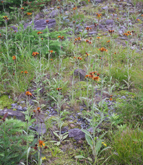 Tephroseris flammea