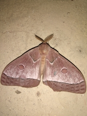 Bunaeopsis licharbas