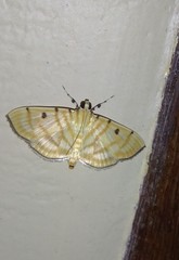 Notarcha tigrina