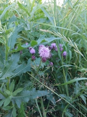 Cirsium arvense