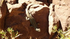 Liolaemus nigroviridis