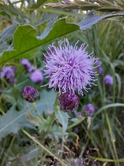 Cirsium arvense
