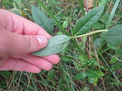 Silphium asteriscus latifolium
