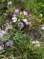 Cardamine bulbifera