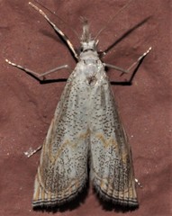 Haimbachia placidellus