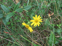 Silphium asteriscus latifolium