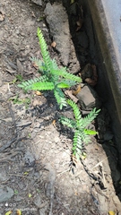 Gleditsia triacanthos